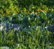Commencer Un Jardin En Permaculture Charmant Permaculture Les Plantes Utiles   associer Pour Protéger