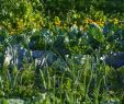 Commencer Un Jardin En Permaculture Charmant Permaculture Les Plantes Utiles   associer Pour Protéger