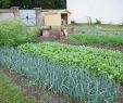Commencer Un Jardin En Permaculture Élégant Le Potager Bioinspiré Un Jardin Nourricier En Permaculture