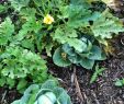 Commencer Un Jardin En Permaculture Élégant Le Potager Bioinspiré Un Jardin Nourricier En Permaculture