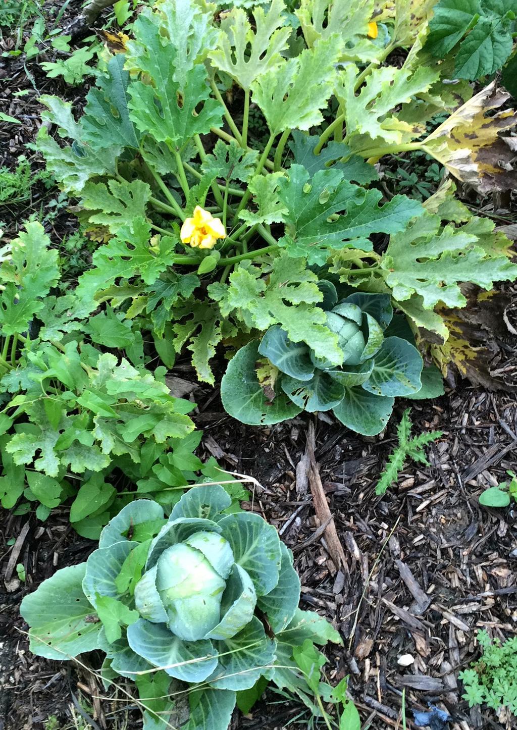 Commencer Un Jardin En Permaculture Élégant Le Potager Bioinspiré Un Jardin Nourricier En Permaculture