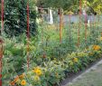 Commencer Un Jardin En Permaculture Élégant Ment associer Les Cultures Au Potager