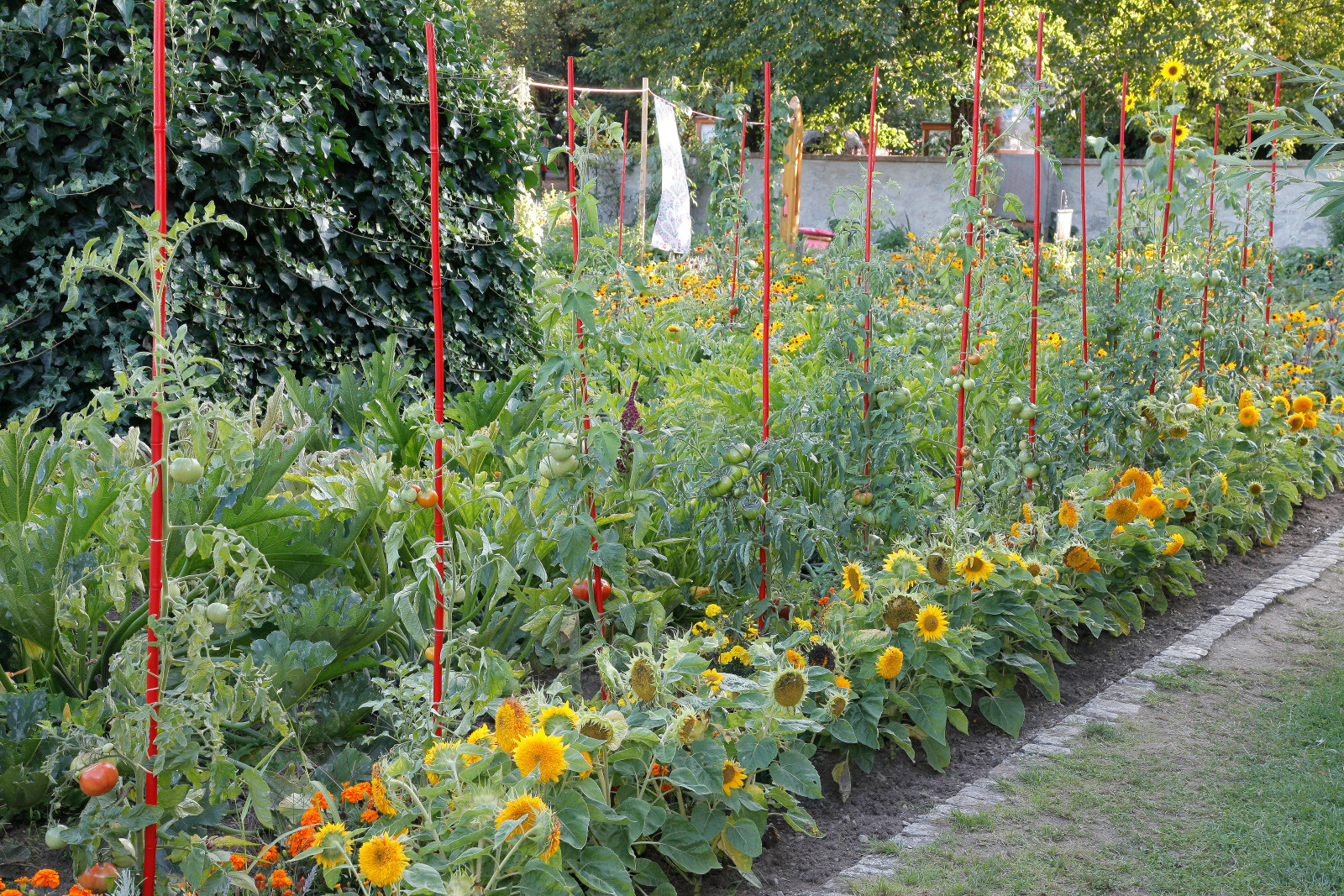 Commencer Un Jardin En Permaculture Élégant Ment associer Les Cultures Au Potager