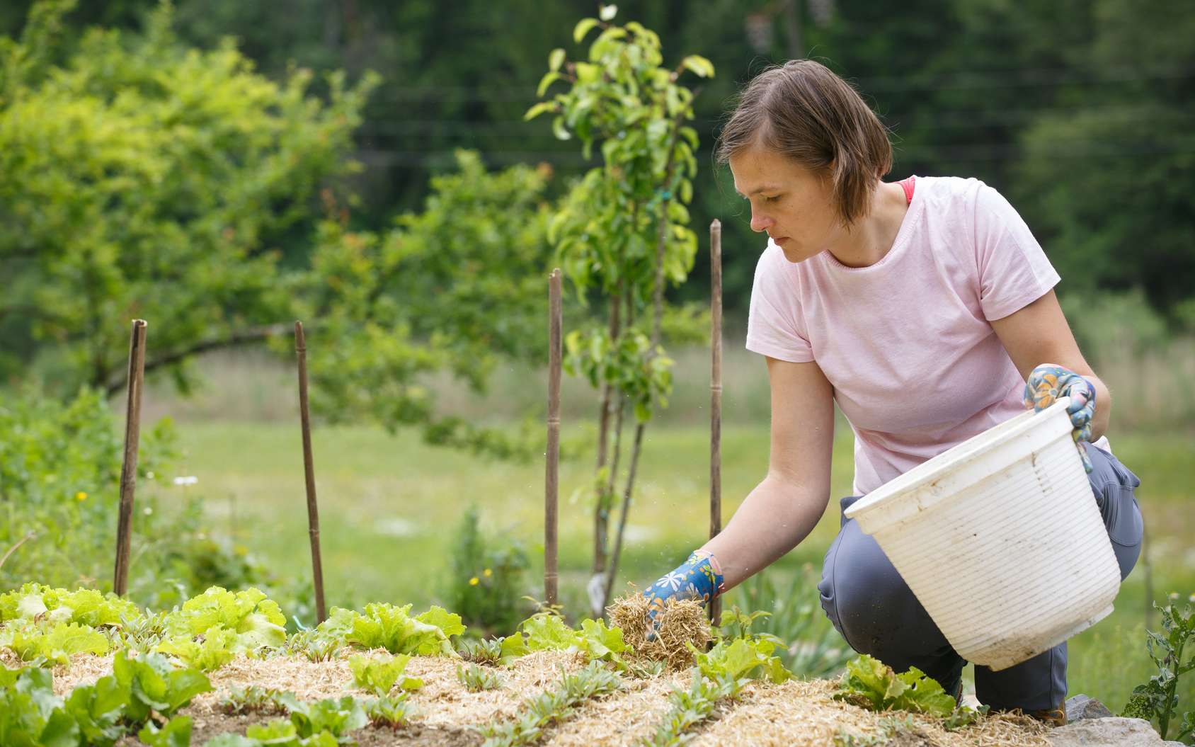 Commencer Un Jardin En Permaculture Élégant Potager En Permaculture Ment Bien Débuter