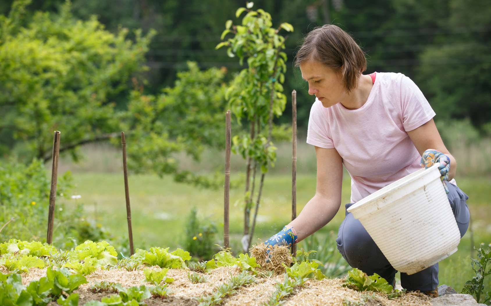 d jardin permaculture