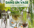 Commencer Un Jardin En Permaculture Frais Faire Un Jardin Aquatique Dans Un Vase