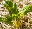 Commencer Un Jardin En Permaculture Génial Paillage Quelle Alternative   La Paille Trop Co Teuse