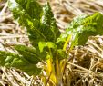 Commencer Un Jardin En Permaculture Génial Paillage Quelle Alternative   La Paille Trop Co Teuse