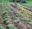 Commencer Un Jardin En Permaculture Génial Potager En Permaculture Journal D Un Jardinier Amateur