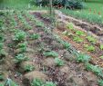 Commencer Un Jardin En Permaculture Génial Potager En Permaculture Journal D Un Jardinier Amateur