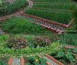 Commencer Un Jardin En Permaculture Inspirant Provide Your Garden A Fresh View This Season with these