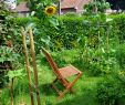 Commencer Un Jardin En Permaculture Luxe Permaculture — Wikipédia