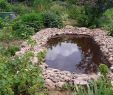 Commencer Un Jardin En Permaculture Nouveau La P¢ture Es Chªnes Jardin forªt Jardin Ressource