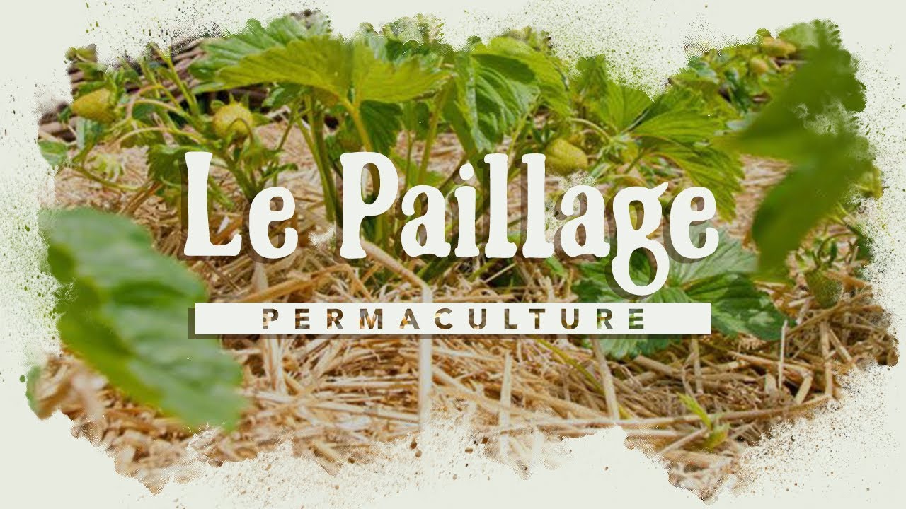 Commencer Un Jardin En Permaculture Unique Le R´le Du Paillage Dans Le Jardin Permaculture