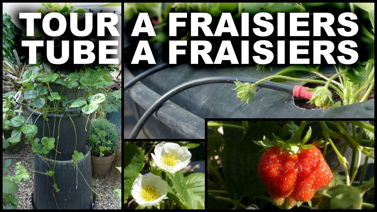 Comment Aménager son Petit Jardin Frais Un Coin Exotique Au Bord D Une Piscine by Jardinerie Planfor