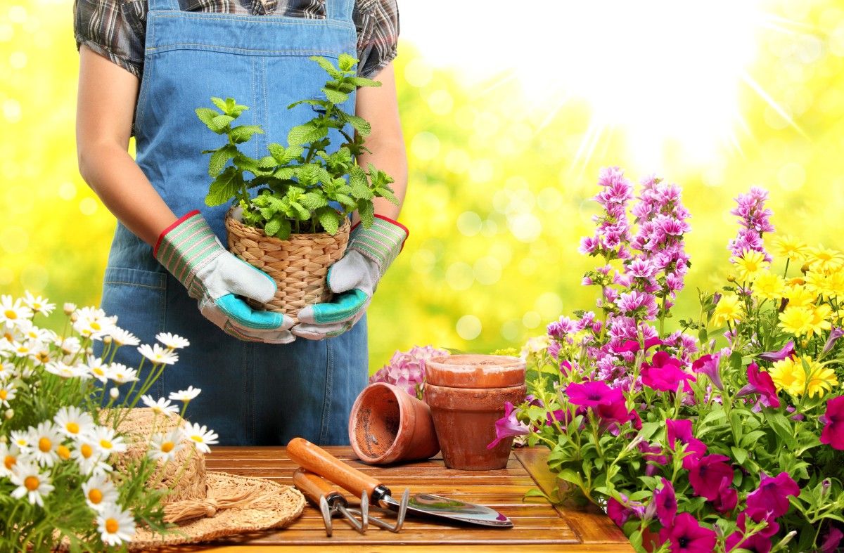 choisir les bonnes plantes pour aménager son jardin planter des fleurs en pots dans la terre amenagement jardin fleurir son jardin