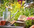 Comment Aménager son Petit Jardin Inspirant Vrtnarjenje Ni Raketna Znanost Dokaz V 99 Fotografijah In