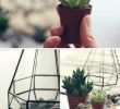 Comment Aménager son Petit Jardin Unique Terrarium à¸ªà¸³à¸ à¸£à¸±à¸à¸à¸·à¸ à¸à¸²à¸£à¸à¸§à¸à¸§à¸´à¸à¸²à¸à¸µà¹à¸à¸°à¸à¸³à¸¡à¸±à¸à¹à¸¥à¸°à¸à¸§à¹à¸² 70 à¸£à¸¸à¹à¸