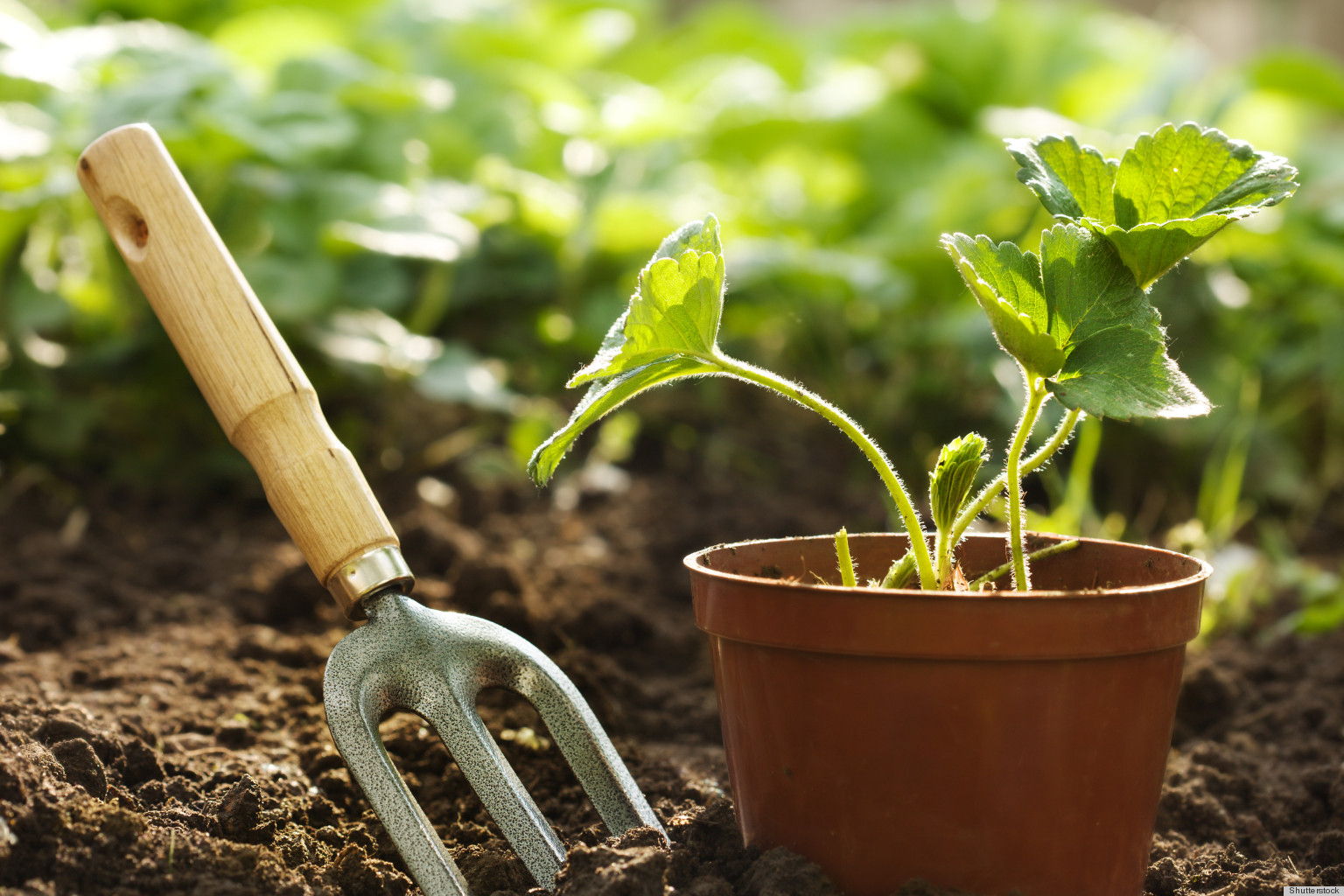 préparer la terre pour pouvour ensuite planter des plantes idée emnt aménager son jardin