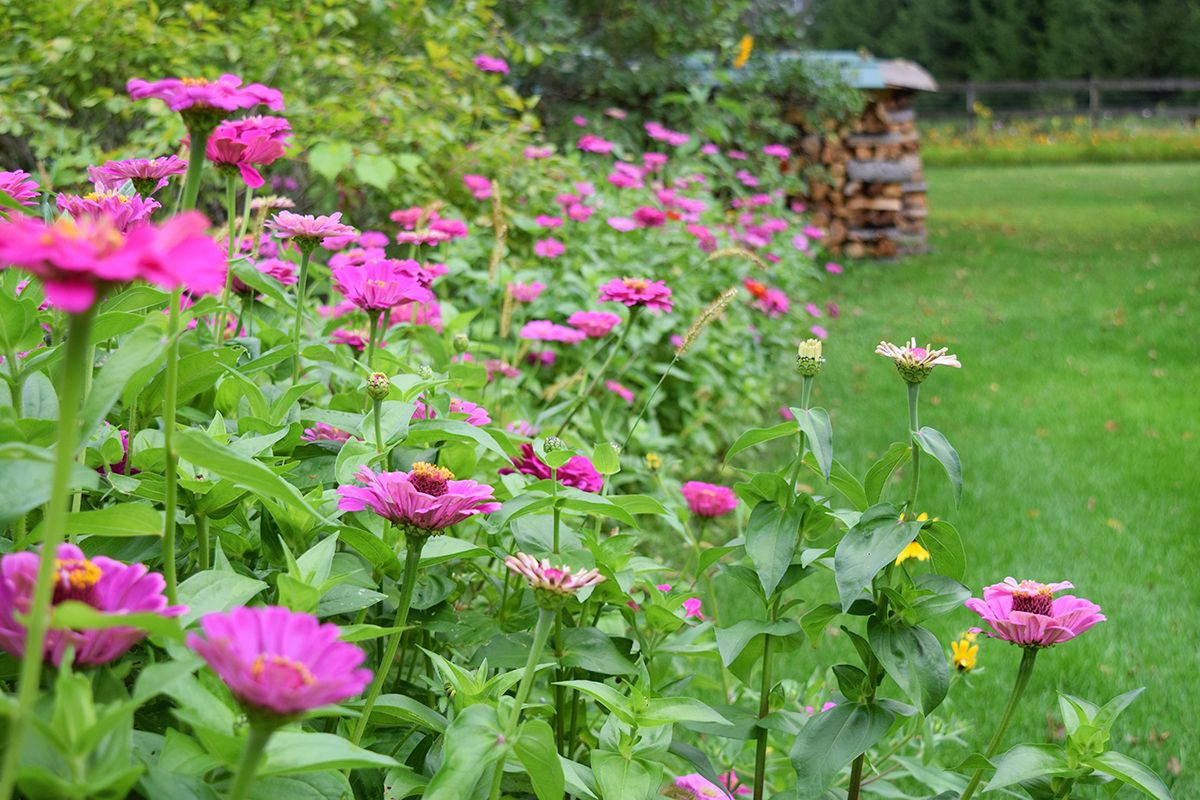 amenager des fleurs en bordure plusieurs plantes colorées bordant un gazon vert idee deco jardin