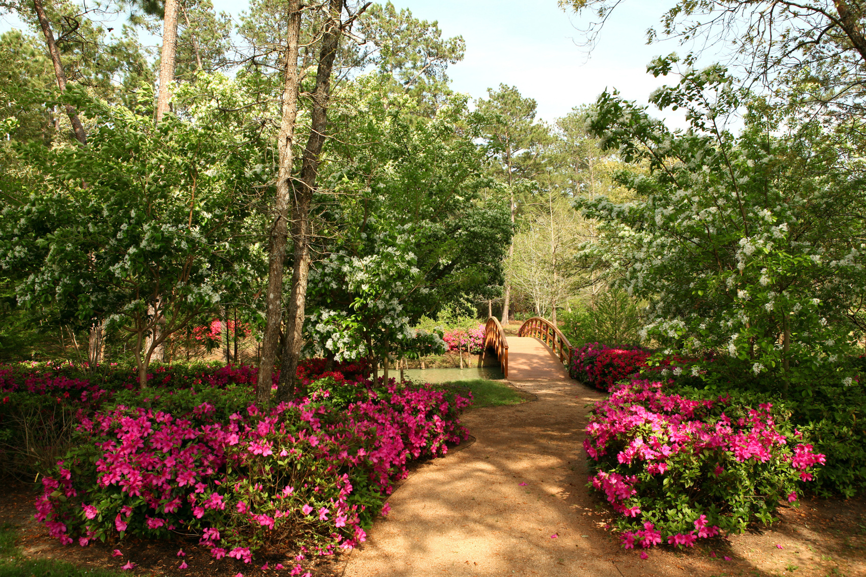 aménager son jardin udée de jardin style japonais plusieurs fleurs couleur fuschia petit pont et plusieurs arbres verts