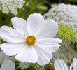 Comment Jardiner Avec La Lune Beau Cosmos Fleur Semis Et Plantation Facile En 3 étapes