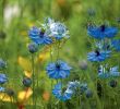 Comment Jardiner Avec La Lune Charmant Les Annuelles Qui Fleurissent Vite