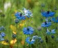 Comment Jardiner Avec La Lune Charmant Les Annuelles Qui Fleurissent Vite