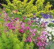 Comment Jardiner Avec La Lune Génial Cosmos Fleur Semis Et Plantation Facile En 3 étapes