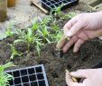 Comment Jardiner Avec La Lune Génial Cosmos Fleur Semis Et Plantation Facile En 3 étapes