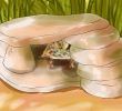 Comment Se Débarrasser Des Rats Dans Le Jardin Inspirant 4 Mani¨res De attraper Un Gecko Wikihow