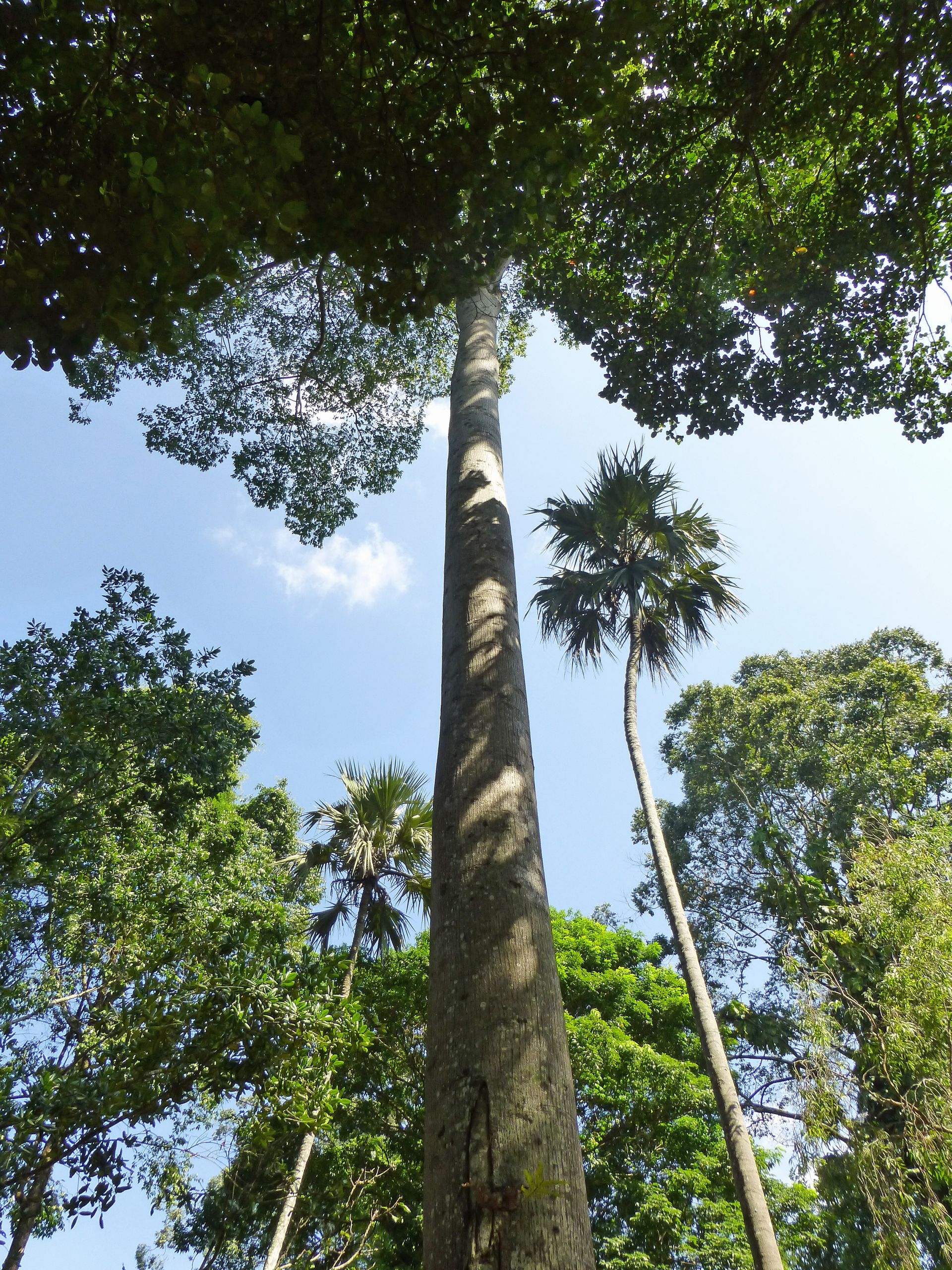 Antiaris toxicaria Jardin botanique de Kandy 2