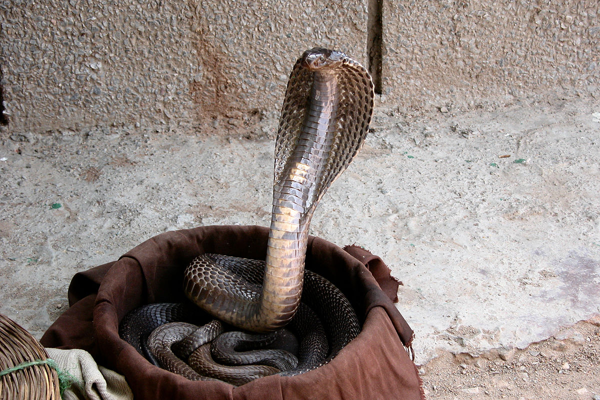 1200px Indian cobra