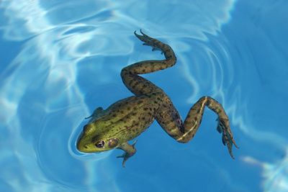 Crapaud Dans Le Jardin Signification Élégant Des Grenouilles Dans Votre Piscine Ment Les Faire Fuir