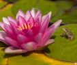 Crapaud Dans Le Jardin Signification Frais Mare — Wikipédia