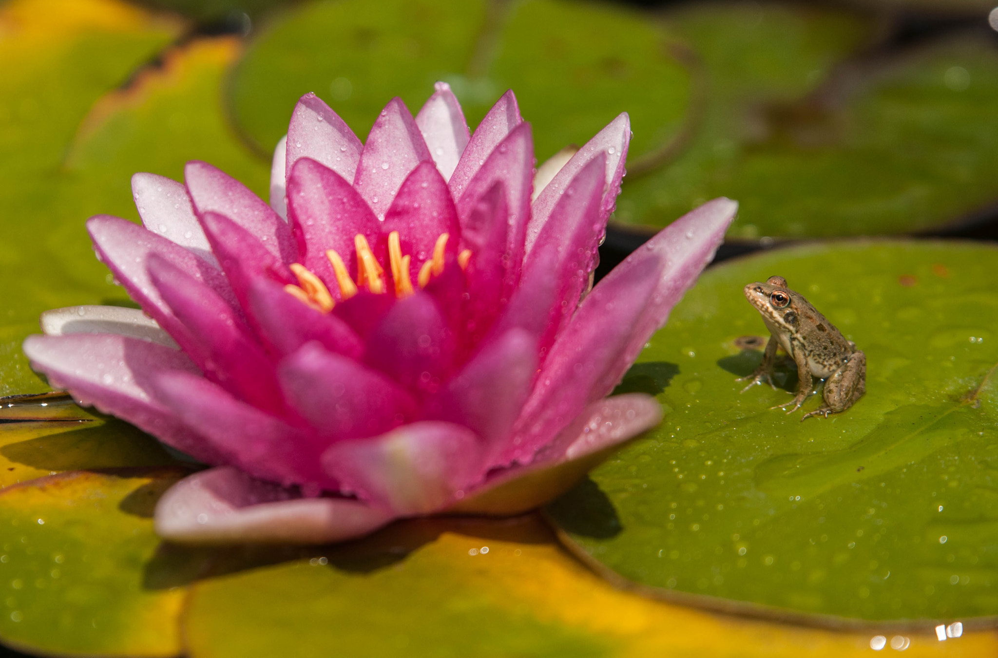 The Frog And The Water Lily %