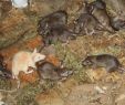 Crapaud Dans Le Jardin Signification Frais Rat Et souris Dans La Culture Wikiwand