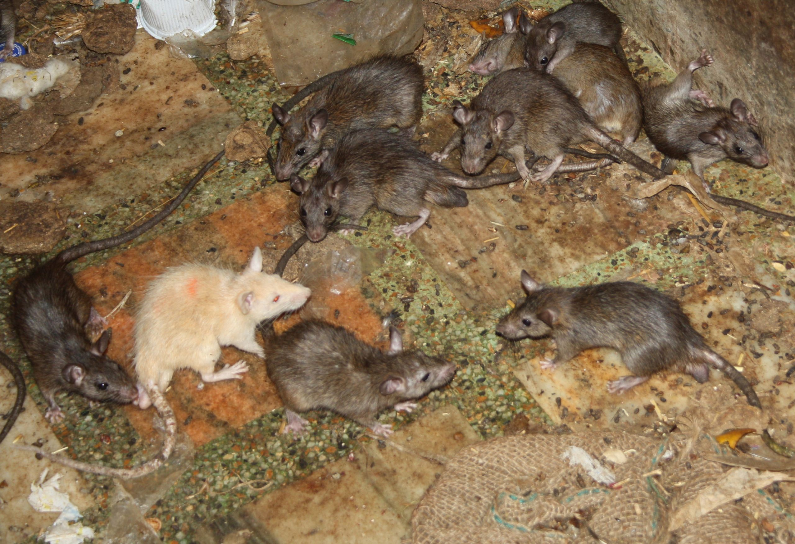 White rat at the temple of Karni Mata