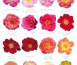 Crapaud Dans Le Jardin Signification Génial 16 Long Blooming Low Maintenance Roses for Your Landscape