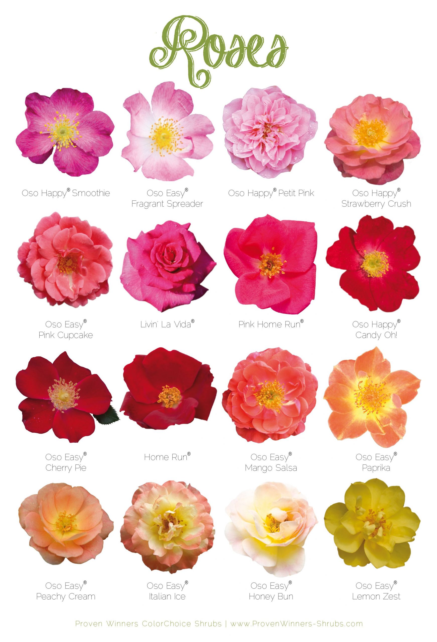 Crapaud Dans Le Jardin Signification Génial 16 Long Blooming Low Maintenance Roses for Your Landscape