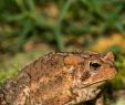 Crapaud Dans Le Jardin Signification Luxe Quels sont Les Prédateurs De La Punaise Verte