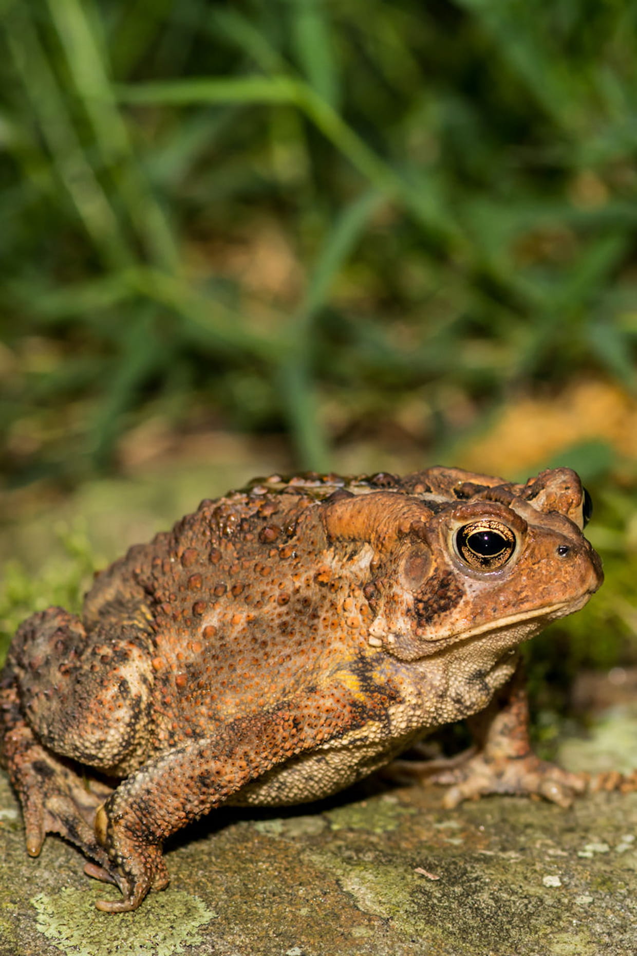 Crapaud Dans Le Jardin Signification Luxe Quels Sont Les Prédateurs De La Punaise Verte Salon