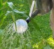Crapaud Dans Le Jardin Signification Nouveau Jardinage Bio Des astuces Pour Réussir Votre Jardin Au Naturel