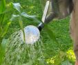 Crapaud Dans Le Jardin Signification Nouveau Jardinage Bio Des astuces Pour Réussir Votre Jardin Au Naturel