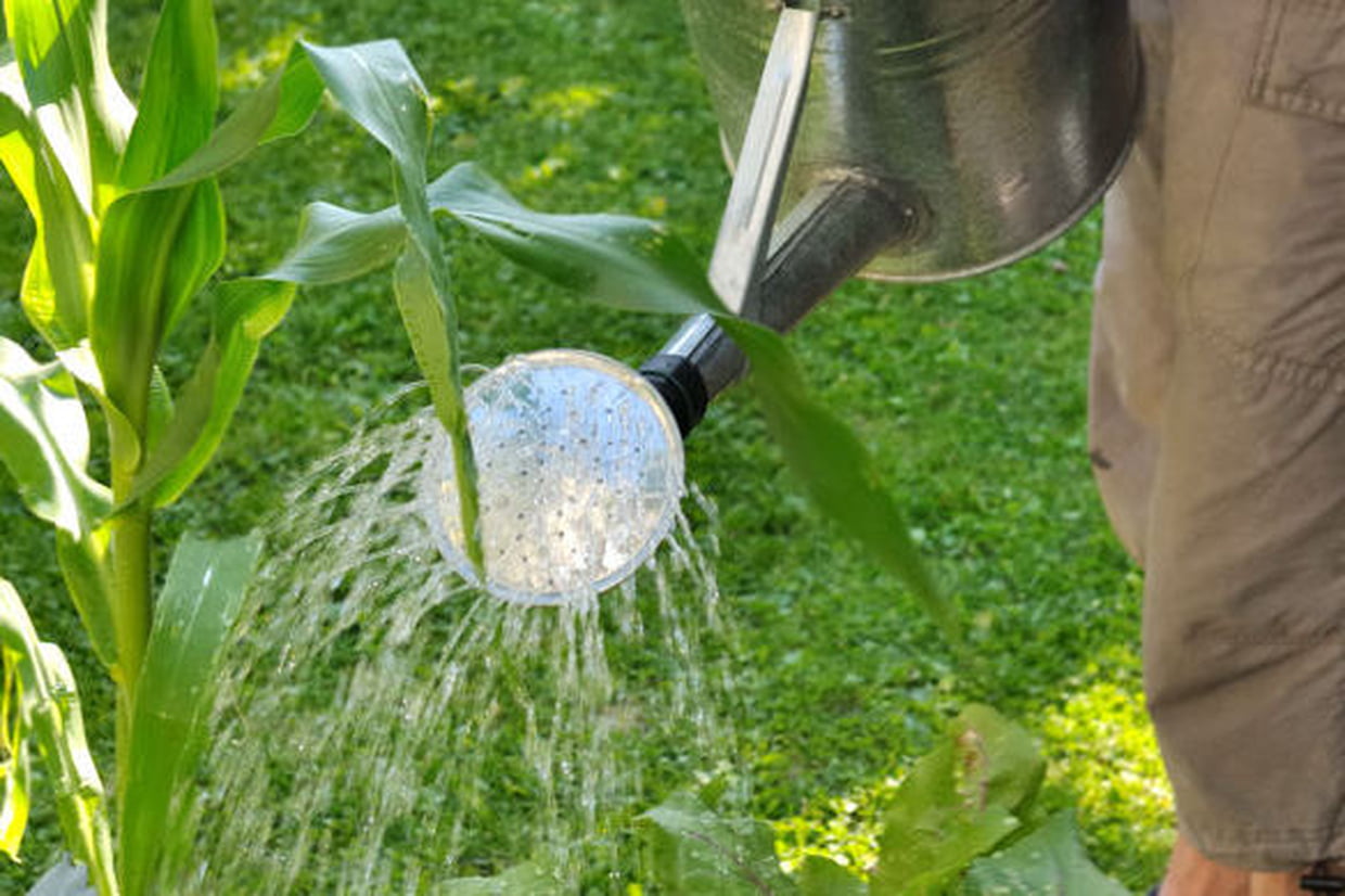 Crapaud Dans Le Jardin Signification Nouveau Jardinage Bio Des astuces Pour Réussir Votre Jardin Au Naturel