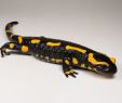 Crapaud Dans Le Jardin Signification Nouveau Salamandra Salamandra — Wikipédia