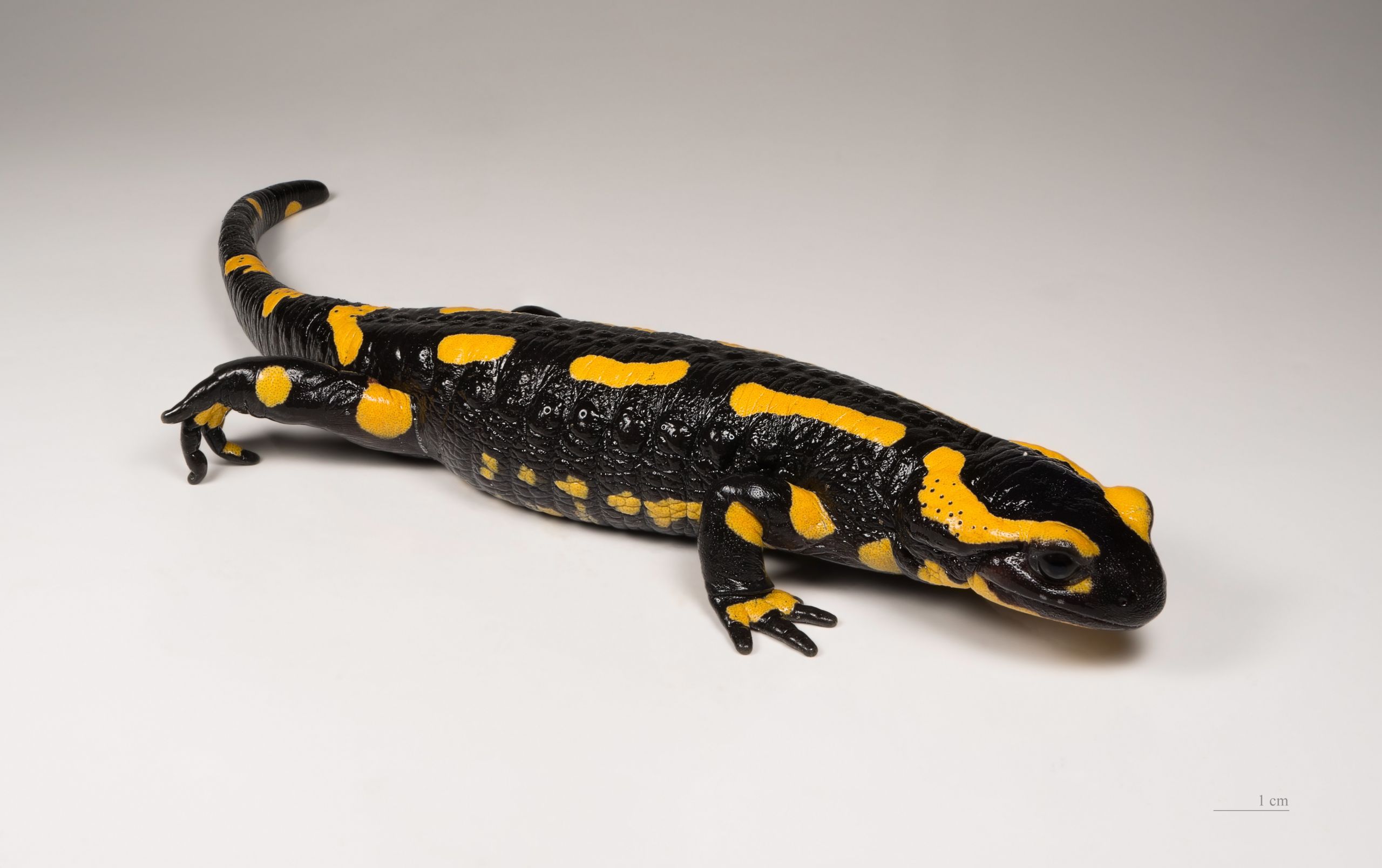 Salamandra salamandra MHNT 1