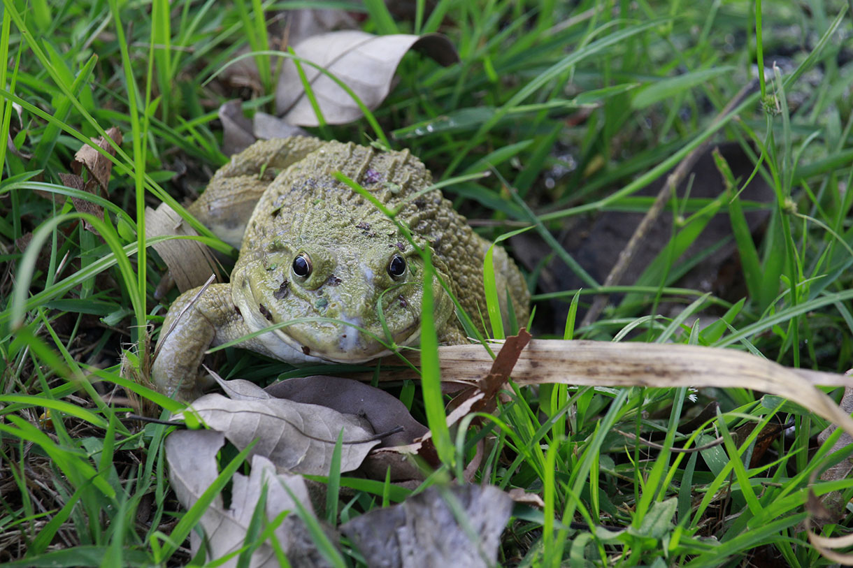 Crapaud Dans Le Jardin Signification Nouveau Une Mare Dans Le Jardin Avec Grenouilles Crapauds Et Triton