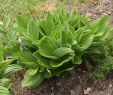 Creation Jardin Beau File Veratrum Album In Jardin Botanique De L Aubrac 01