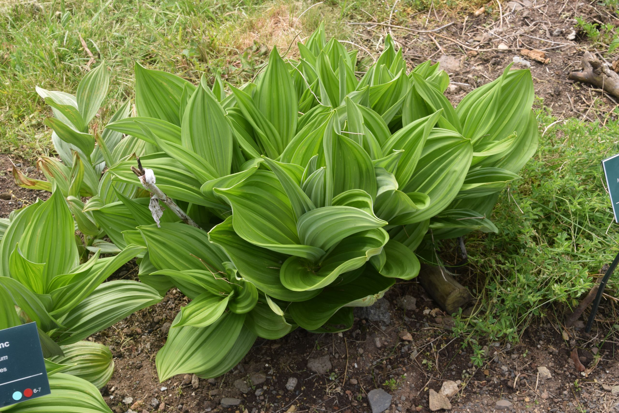 Creation Jardin Beau File Veratrum Album In Jardin Botanique De L Aubrac 01